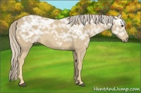 Horse Color:Palomino Ice