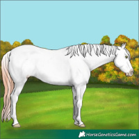 Horse Color:Amber Champagne Ice Dun Appaloosa 