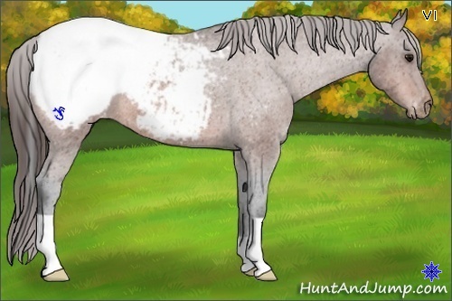 Horse Color:Bay Appaloosa 