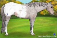 Horse Color:Bay Appaloosa