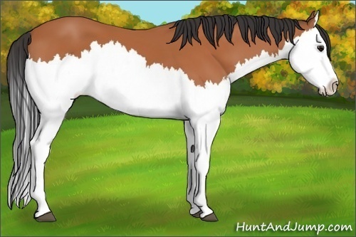 Horse Color:Bay Splash