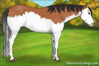 Horse Color:Bay Splash 