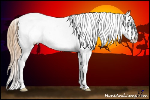 Horse Color:Buckskin Pearl Sabino Appaloosa 