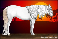 Horse Color:Buckskin Pearl Sabino Appaloosa 