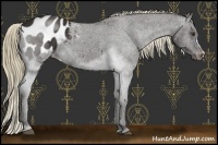 Horse Color:Liver Chestnut Appaloosa