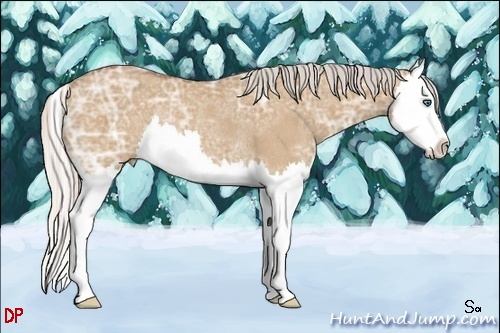 Horse Color:Silver Bay Ice Dun Splash Rabicano 