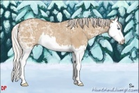 Horse Color:Silver Bay Ice Dun Splash Rabicano