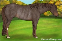 Horse Color:Liver Chestnut Frame Rabicano 