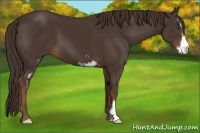 Horse Color:Liver Chestnut Sabino Frame 