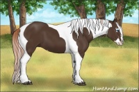 Horse Color:Liver Chestnut Splash Tobiano Frame