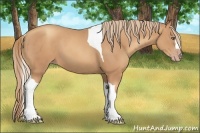 Horse Color:Gold Champagne Tobiano 