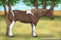 Horse Color:Liver Chestnut Tobiano 