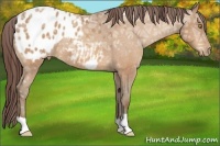 Horse Color:Amber Champagne Ice Appaloosa 