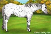Horse Color:Grullo Roan Tobiano Near Leopard