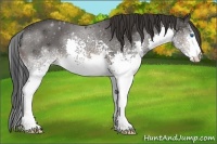 Horse Color:White Spotted Brown Splash Rabicano 