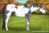 Horse Color:White Spotted Black Frame 