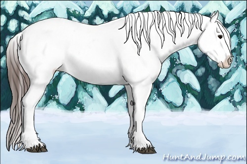 Horse Color:Brown Appaloosa