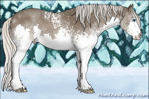 Horse Color:White Spotted Silver Black Splash 
