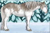 Horse Color:White Spotted Silver Black Splash