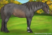 Horse Color:Buckskin Sabino Appaloosa