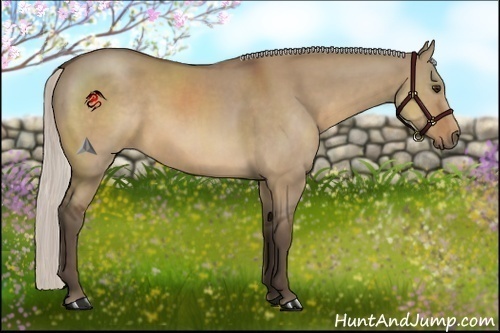 Horse Color:Silver Brown Dun Sabino Rabicano 