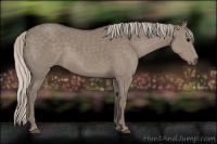 Horse Color:Silver Grullo Sabino Rabicano
