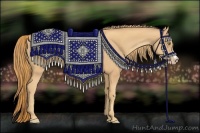 Horse Color:Gold Champagne 