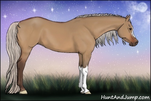 Horse Color:Silver Bay Dun 