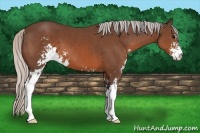 Horse Color:Silver Brown Sabino 