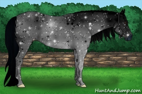 Horse Color:ERROR: UNKNOWN ANOMALY