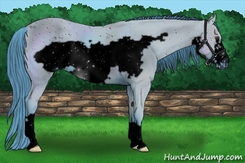 Horse Color:ERROR: UNKNOWN ANOMALY