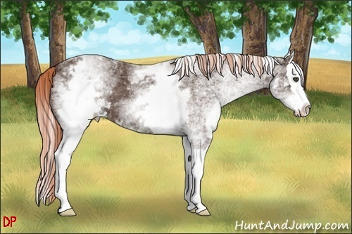 Horse Color:White Spotted Liver Chestnut Sabino Splash 