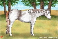 Horse Color:White Spotted Liver Chestnut Sabino Splash 