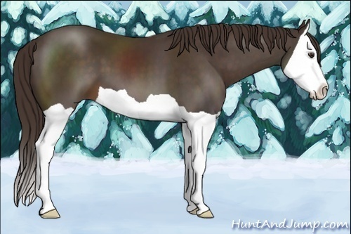 Horse Color:Liver Chestnut Splash 