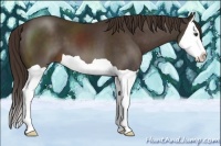 Horse Color:Liver Chestnut Splash