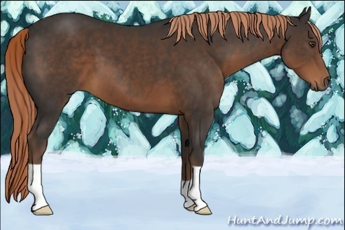 Horse Color:Liver Chestnut 