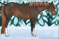 Horse Color:Liver Chestnut 