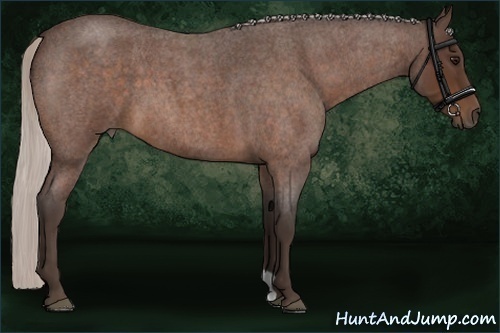 Horse Color:Silver Bay Roan 