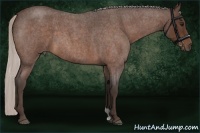 Horse Color:Silver Bay Roan