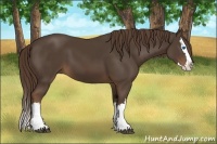 Horse Color:Liver Chestnut Splash 