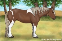 Horse Color:Chestnut Tobiano Frame