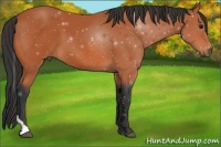 Horse Color:Bay Tobiano 