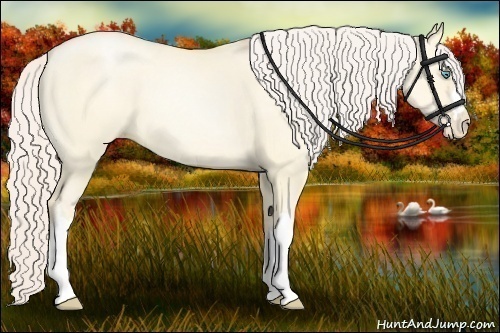 Horse Color:Gold Cream Champagne Pearl Dun 