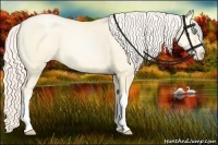 Horse Color:Gold Cream Champagne Pearl Dun 