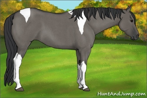Horse Color:Grullo Roan Tobiano 