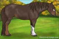 Horse Color:Liver Chestnut 