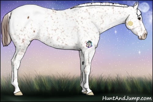 Horse Color:Bay Appaloosa 