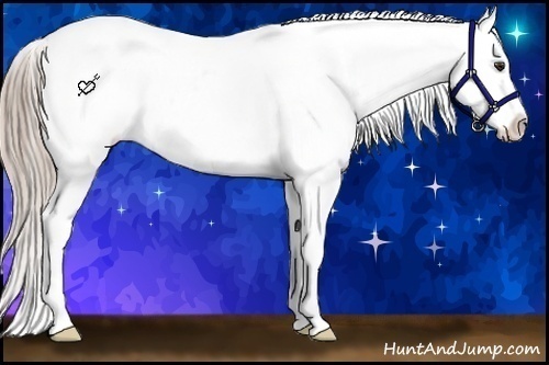 Horse Color:Chocolate Palomino Splash Appaloosa