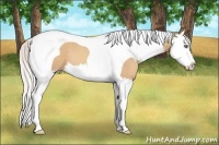Horse Color:Silver Amber Champagne Sabino Splash Tobiano 