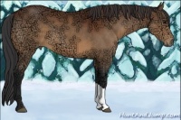 Horse Color:Bay Ice 